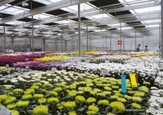 What a sea of colours.